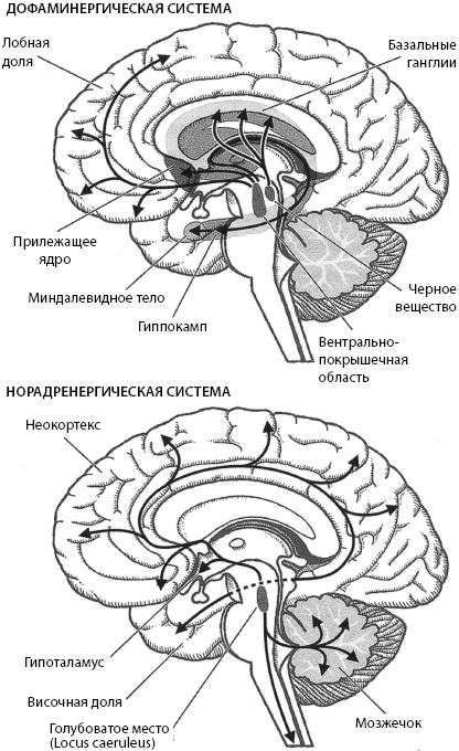 Тайны мозга вашего ребенка Тайны мозга вашего ребенка