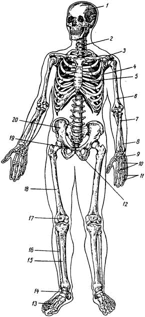 Человек в экстремальной ситуации Человек в экстремальной ситуации