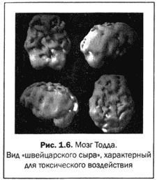 Великолепный мозг в любом возрасте Великолепный мозг в любом возрасте