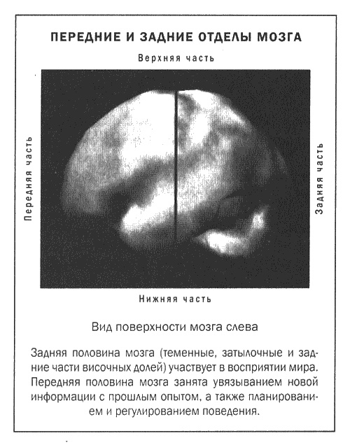 Мозг и душа. Новые открытия о влиянии мозга на характер, чувства, эмоции Мозг и душа. Новые открытия о влиянии мозга на характер, чувства, эмоции