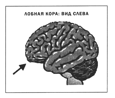 Мозг и душа. Новые открытия о влиянии мозга на характер, чувства, эмоции Мозг и душа. Новые открытия о влиянии мозга на характер, чувства, эмоции