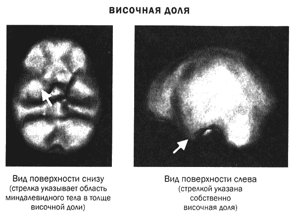Мозг и душа. Новые открытия о влиянии мозга на характер, чувства, эмоции Мозг и душа. Новые открытия о влиянии мозга на характер, чувства, эмоции