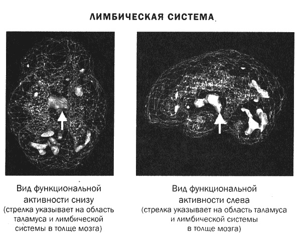 Мозг и душа. Новые открытия о влиянии мозга на характер, чувства, эмоции Мозг и душа. Новые открытия о влиянии мозга на характер, чувства, эмоции