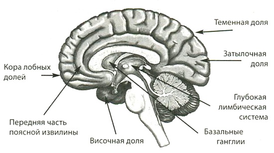 Мозг и любовь. Секреты практической нейробиологии Мозг и любовь. Секреты практической нейробиологии