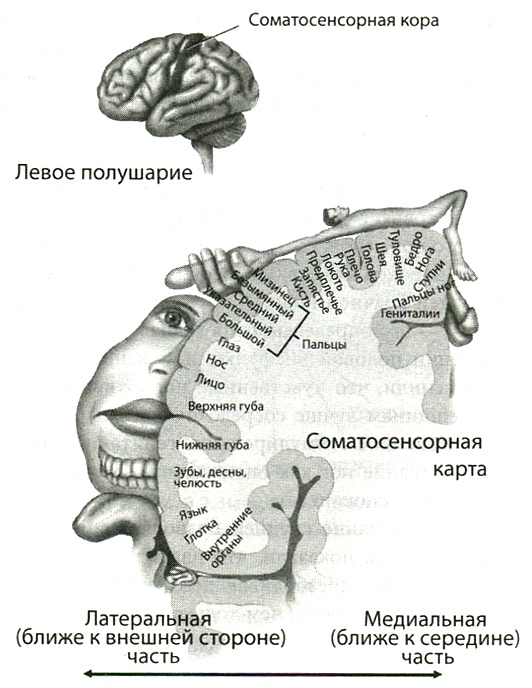 Мозг и любовь. Секреты практической нейробиологии Мозг и любовь. Секреты практической нейробиологии