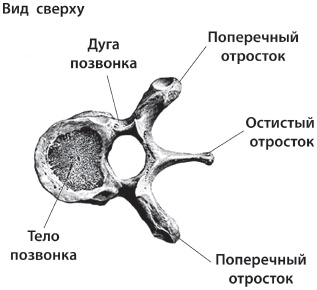 3 лучшие системы от боли в спине 3 лучшие системы от боли в спине