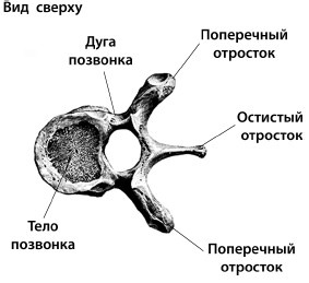 Лечим спину от остеохондроза Лечим спину от остеохондроза