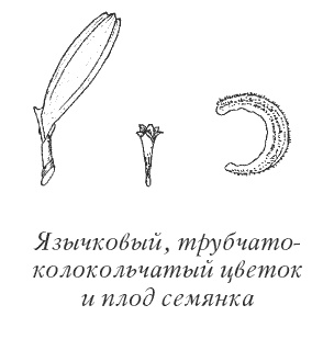 Календула, алоэ и бадан толстолистный - целители от всех болезней Календула, алоэ и бадан толстолистный - целители от всех болезней