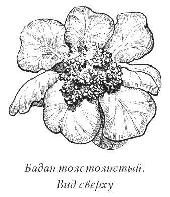 Календула, алоэ и бадан толстолистный - целители от всех болезней Календула, алоэ и бадан толстолистный - целители от всех болезней