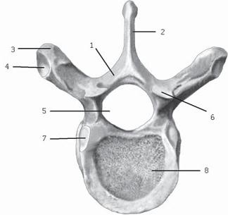 Остеохондроз для профессионального пациента Остеохондроз для профессионального пациента