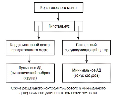 Новый взгляд на гипертонию. Причины и лечение Новый взгляд на гипертонию. Причины и лечение