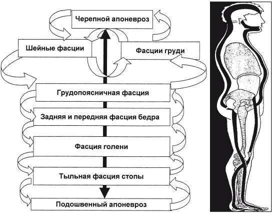 Массаж и лечебная физкультура Массаж и лечебная физкультура