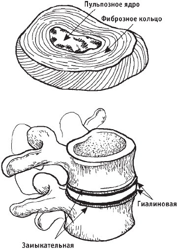 Первая скрипка позвоночника. Революционная методика лечения остеохондроза Первая скрипка позвоночника. Революционная методика лечения остеохондроза