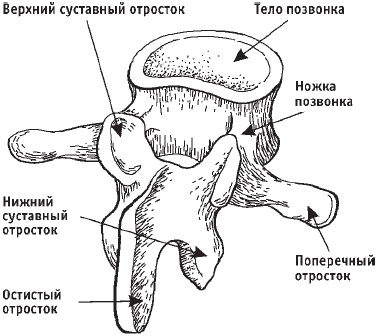 Первая скрипка позвоночника. Революционная методика лечения остеохондроза Первая скрипка позвоночника. Революционная методика лечения остеохондроза