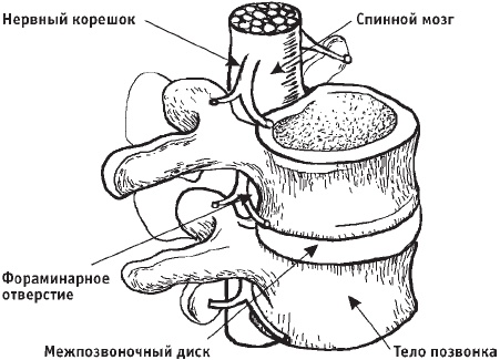 Первая скрипка позвоночника. Революционная методика лечения остеохондроза Первая скрипка позвоночника. Революционная методика лечения остеохондроза