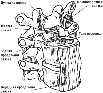 Первая скрипка позвоночника. Революционная методика лечения остеохондроза Первая скрипка позвоночника. Революционная методика лечения остеохондроза