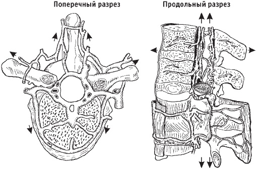 Первая скрипка позвоночника. Революционная методика лечения остеохондроза Первая скрипка позвоночника. Революционная методика лечения остеохондроза