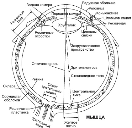 Лазерная коррекция зрения Лазерная коррекция зрения