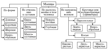 Атлас профессионального массажа Атлас профессионального массажа