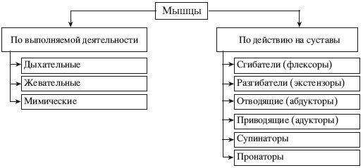 Атлас профессионального массажа Атлас профессионального массажа