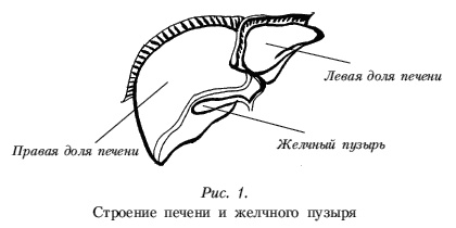 Болезни печени. Самые эффективные методы лечения Болезни печени. Самые эффективные методы лечения