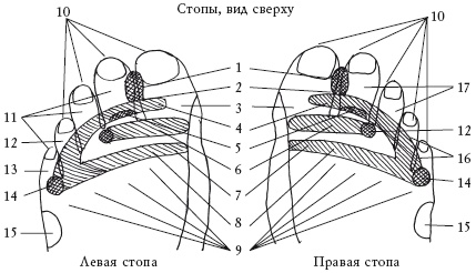 Здоровье ваших ног Здоровье ваших ног