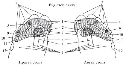 Здоровье ваших ног Здоровье ваших ног