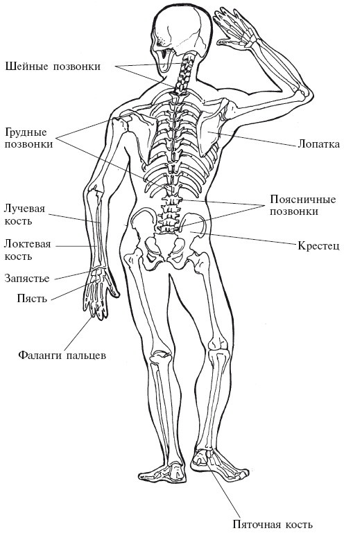 Позвоночник - ключ к здоровью Позвоночник - ключ к здоровью