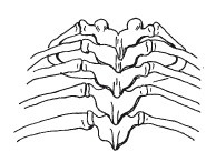Позвоночник - ключ к здоровью Позвоночник - ключ к здоровью