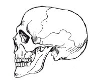 Позвоночник - ключ к здоровью Позвоночник - ключ к здоровью