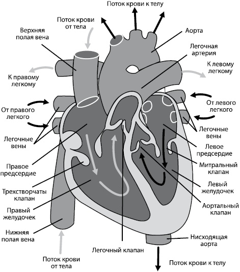 Здоровое сердце Здоровое сердце