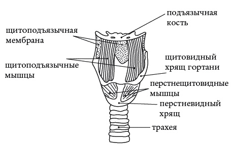 Экстренная помощь при травмах, болевых шоках и воспалениях. Опыт работы в чрезвычайных ситуациях Экстренная помощь при травмах, болевых шоках и воспалениях. Опыт работы в чрезвычайных ситуациях