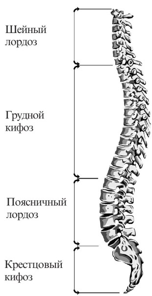 Остеохондроз Остеохондроз