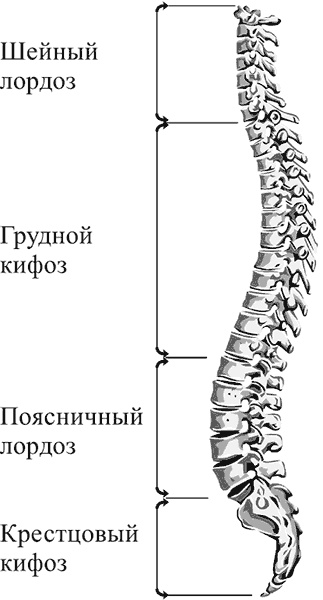 Здоровье вашего позвоночника Здоровье вашего позвоночника