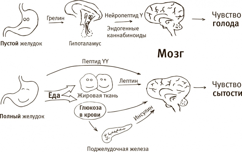 Кто бы мог подумать! Как мозг заставляет нас делать глупости Кто бы мог подумать! Как мозг заставляет нас делать глупости