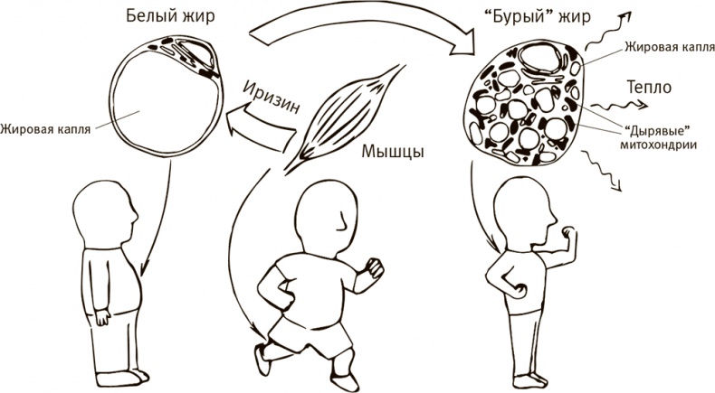 Кто бы мог подумать! Как мозг заставляет нас делать глупости Кто бы мог подумать! Как мозг заставляет нас делать глупости