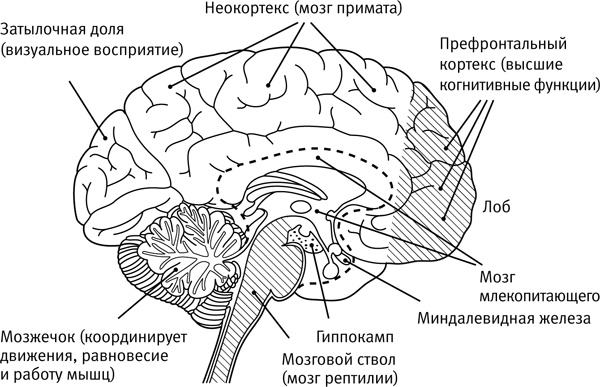 Легкий способ начать новую жизнь. Как избавиться от стресса, внутренних конфликтов и вредных привычек Легкий способ начать новую жизнь. Как избавиться от стресса, внутренних конфликтов и вредных привычек