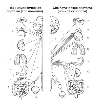 Непобедимый интроверт Непобедимый интроверт