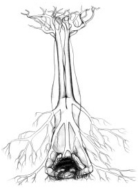 Йога и сексуальные практики Йога и сексуальные практики