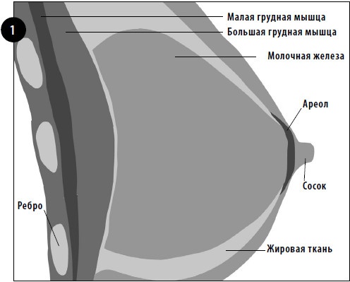 Упражнения для увеличения груди Упражнения для увеличения груди