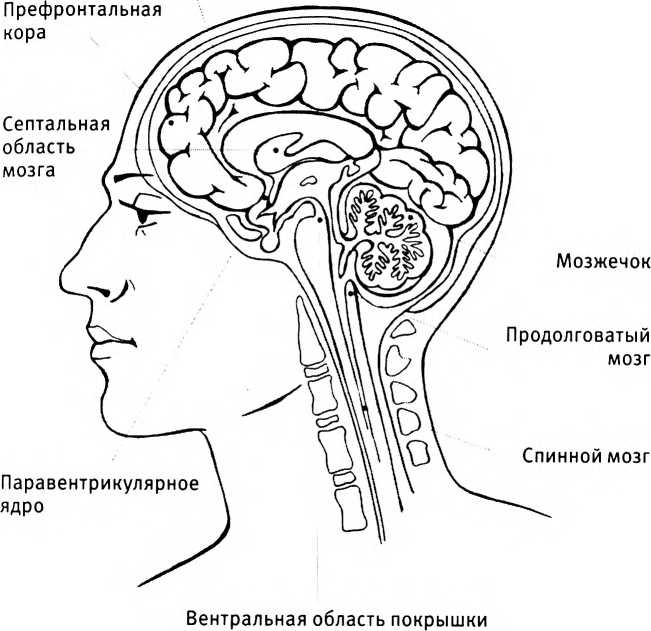 Любовь и секс. Как мы ими занимаемся Любовь и секс. Как мы ими занимаемся