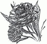 Настольная книга гейши Настольная книга гейши