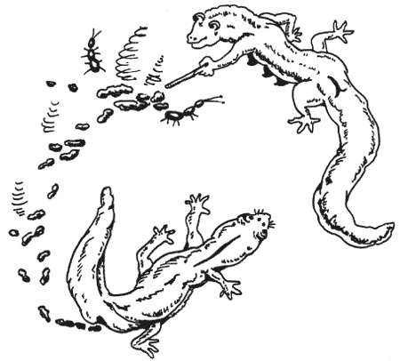 Странности животной сексуальности. Как они делают это...?