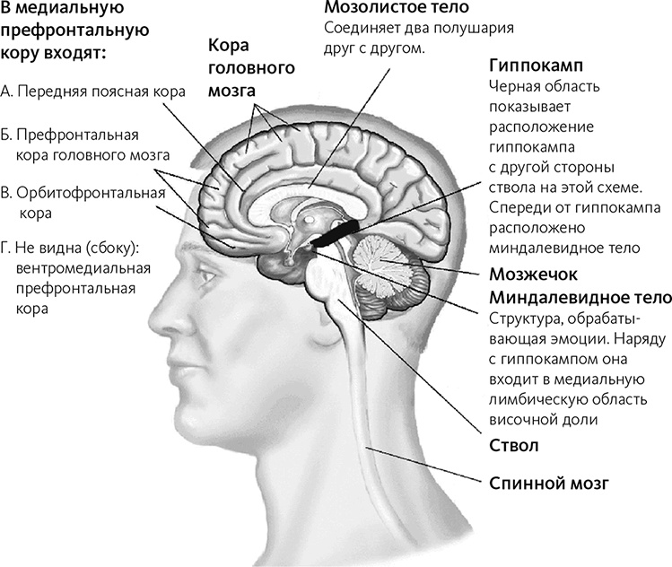 Майндсайт. Новая наука личной трансформации Майндсайт. Новая наука личной трансформации