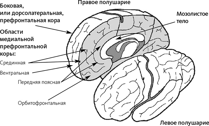 Майндсайт. Новая наука личной трансформации Майндсайт. Новая наука личной трансформации