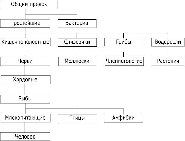 Интеллектика. Как работает ваш мозг Интеллектика. Как работает ваш мозг
