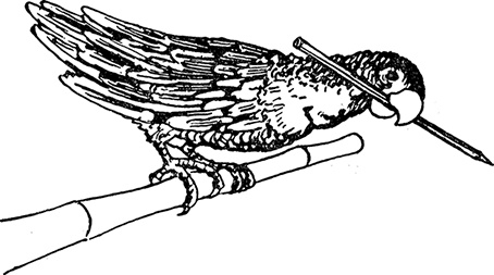 Кон-Тики Кон-Тики