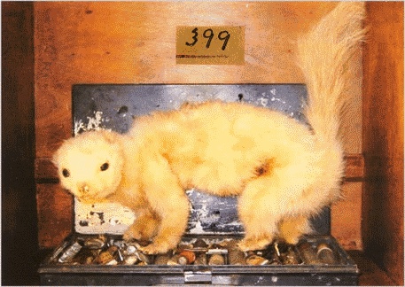 Шляпа фокусника Шляпа фокусника