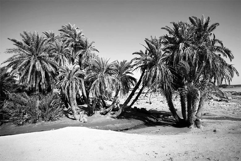 Подарок Сахары Подарок Сахары