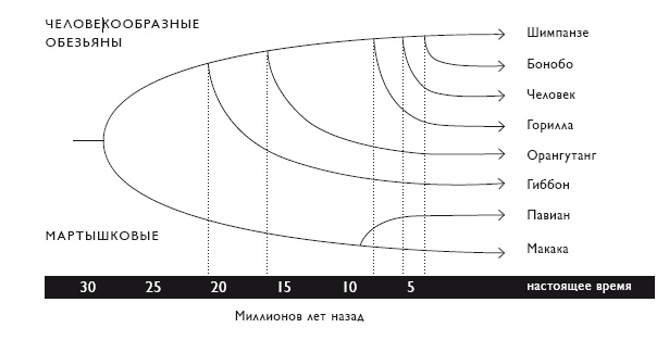 Секс на заре цивилизации. Эволюция человеческой сексуальности с доисторических времен до наших дней Секс на заре цивилизации. Эволюция человеческой сексуальности с доисторических времен до наших дней